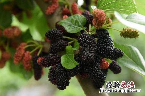 未来种植什么有前景 未来种植什么最有前景