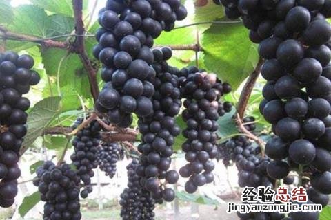 未来种植什么有前景 未来种植什么最有前景