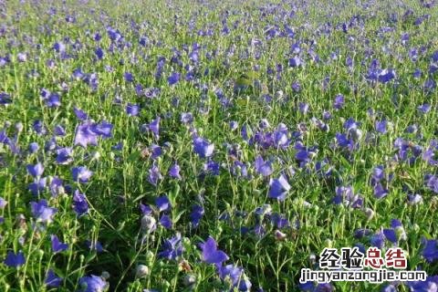 未来种植什么有前景 未来种植什么最有前景