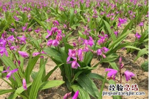 未来种植什么有前景 未来种植什么最有前景