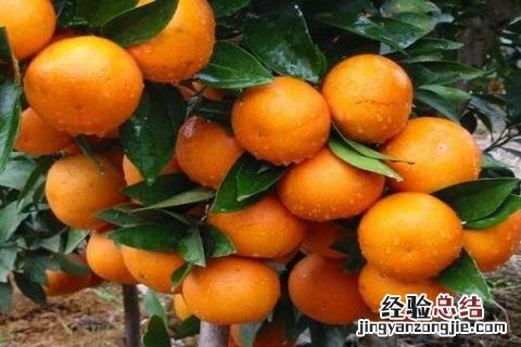 种植柑橘利润效益分析,附种植现状 柑橘种植栽培现状