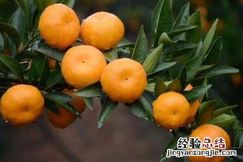 种植柑橘利润效益分析,附种植现状 柑橘种植栽培现状
