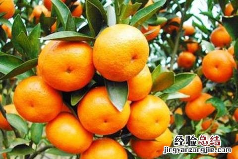 种植柑橘利润效益分析,附种植现状 柑橘种植栽培现状