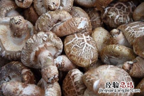 食用菌种植前景怎样，附种植风险 哪种食用菌种植前景好