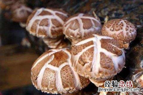 食用菌种植前景怎样，附种植风险 哪种食用菌种植前景好