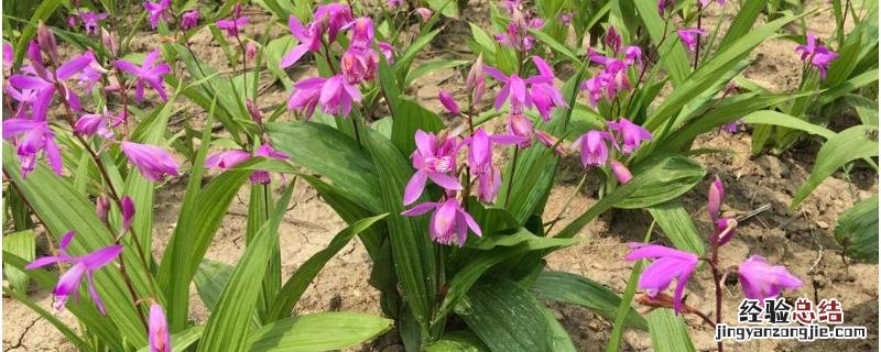 白芨种植效益分析,附种植风险 白芨种植投资及利润