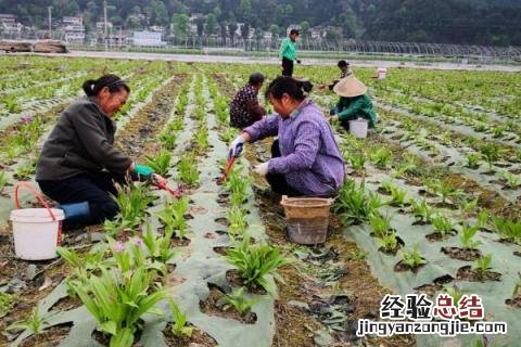 白芨种植效益分析,附种植风险 白芨种植投资及利润