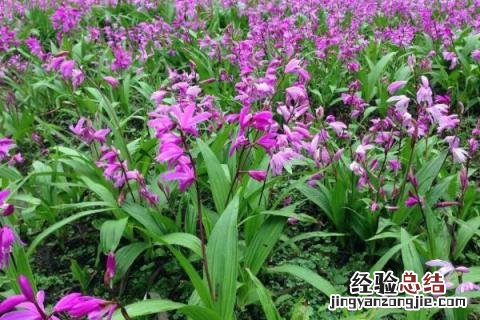 白芨种植效益分析,附种植风险 白芨种植投资及利润