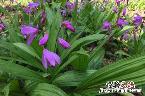 白芨种植效益分析,附种植风险 白芨种植投资及利润
