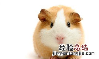荷兰鼠生活习性 荷兰鼠生活在什么温度