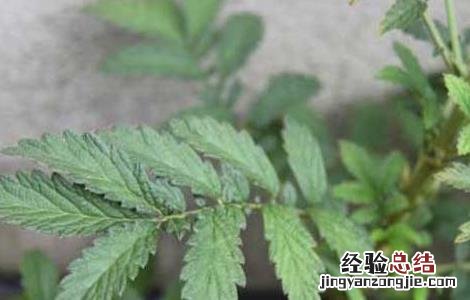 仙鹤草种子价格及种植方法 仙鹤草种子价格及种植方法图片