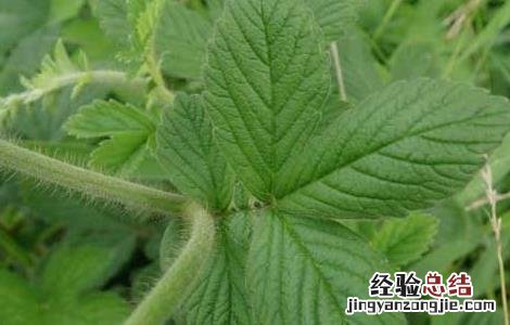 仙鹤草种子价格及种植方法 仙鹤草种子价格及种植方法图片