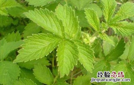仙鹤草种子价格及种植方法 仙鹤草种子价格及种植方法图片