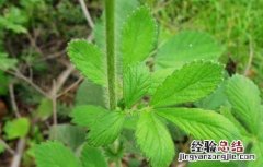仙鹤草种子价格及种植方法 仙鹤草种子价格及种植方法图片