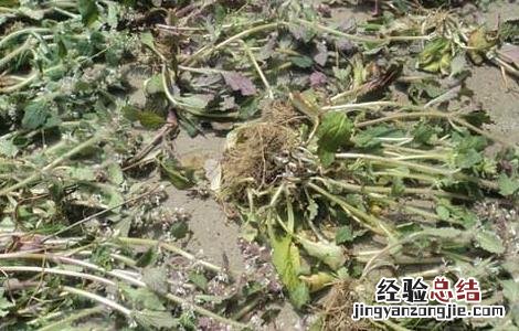 夏枯草种子价格及种植方法 夏枯草有种子吗