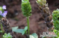 夏枯草种子价格及种植方法 夏枯草有种子吗