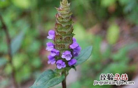 夏枯草种子价格及种植方法 夏枯草有种子吗