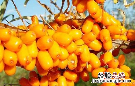 沙棘种子价格及种植方法 沙棘种子价格查询