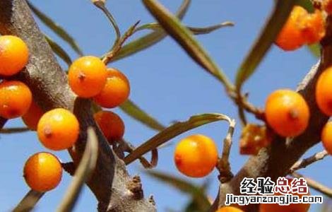 沙棘种子价格及种植方法 沙棘种子价格查询