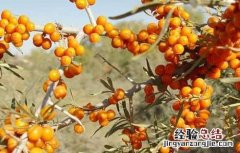 沙棘种子价格及种植方法 沙棘种子价格查询