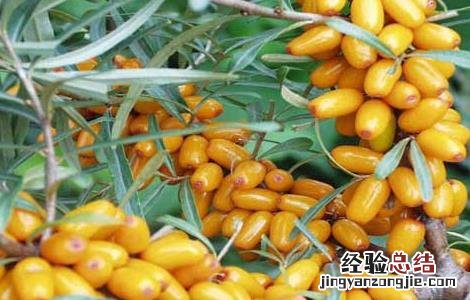 沙棘种子价格及种植方法 沙棘种子价格查询