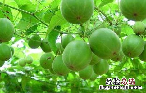 罗汉果种苗价格及种植方法视频 罗汉果种苗价格及种植方法