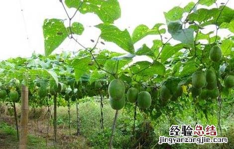 罗汉果种苗价格及种植方法视频 罗汉果种苗价格及种植方法