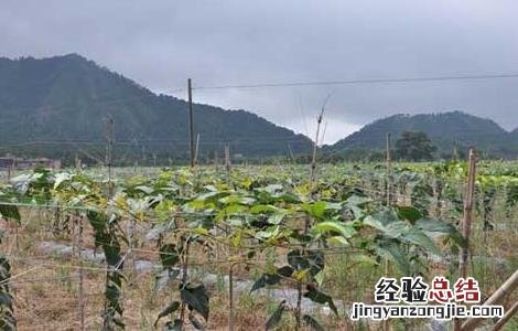 罗汉果种苗价格及种植方法视频 罗汉果种苗价格及种植方法