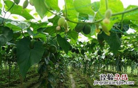 罗汉果种苗价格及种植方法视频 罗汉果种苗价格及种植方法