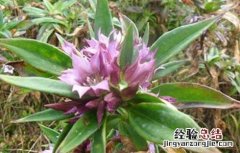 龙胆草种子种植技术 龙胆草种子价格及种植方法