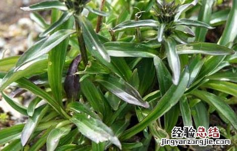 龙胆草种子种植技术 龙胆草种子价格及种植方法