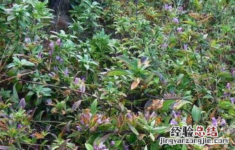 龙胆草种子种植技术 龙胆草种子价格及种植方法
