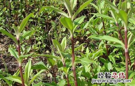 龙胆草种子种植技术 龙胆草种子价格及种植方法