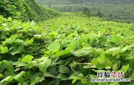 葛根种苗价格及种植方法 求购葛根种苗