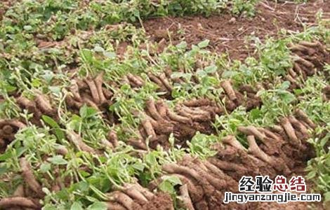 葛根种苗价格及种植方法 求购葛根种苗