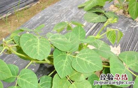 葛根种苗价格及种植方法 求购葛根种苗