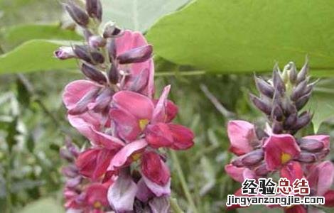 葛根种苗价格及种植方法 求购葛根种苗