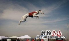 如何锻炼跳远能力 如何提高跳远能力