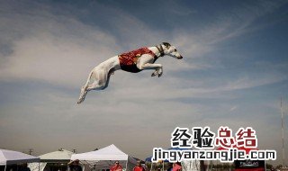 如何锻炼跳远能力 如何提高跳远能力