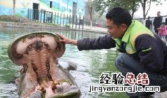 河马的牙齿有什么用 河马的牙齿是什么样子的