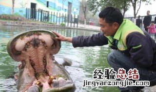 河马的牙齿有什么用 河马的牙齿是什么样子的