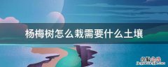 杨梅树的种植方法以及注意事项 杨梅树怎么栽需要什么土壤