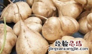豆薯发芽能吃吗 能不能吃发芽的豆薯