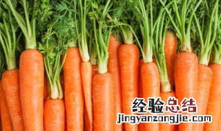 红萝卜是胡萝卜吗 红萝卜是不是胡萝卜