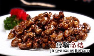 知了猴的热量 关于知了猴的热量介绍