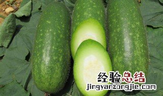 焖节瓜的做法 怎么做焖节瓜