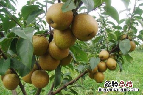 种植梨树亩产以及利润 梨树种植前景与利润,附种植风险