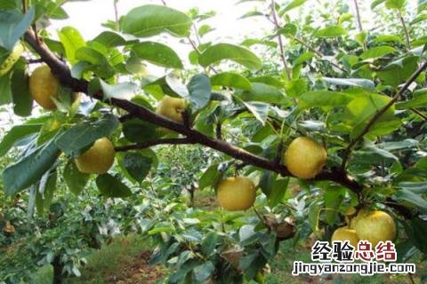 种植梨树亩产以及利润 梨树种植前景与利润,附种植风险