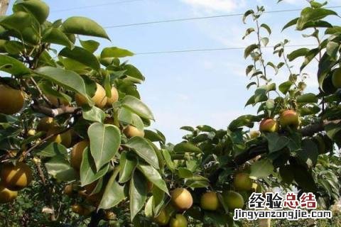种植梨树亩产以及利润 梨树种植前景与利润,附种植风险