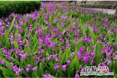 白芨种植前景,附行情分析 白芨的种植前景